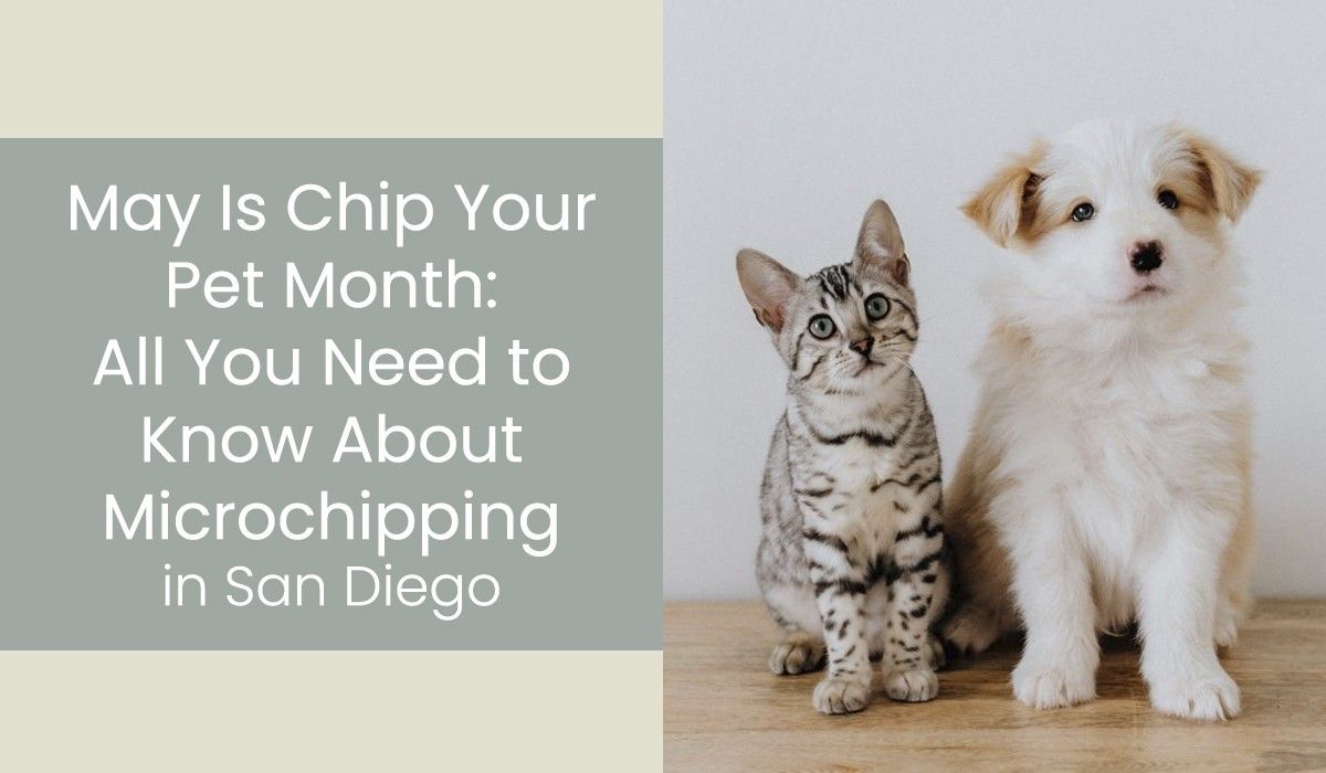 May-Is-Chip-Your-Pet-Month-All-You-Need-to-Know-About-Microchipping-in-San-Dieg_20210925-022906_1